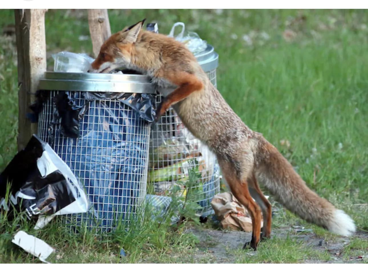Image for Ode to the urban fox